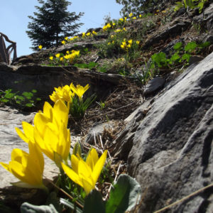 Mονοπάτια Μαίναλου (Mainalon Trail)