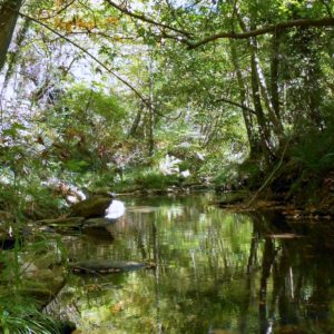 Σκιρίτιδα – Πεζοπορία στη Βλαχοκερασιά